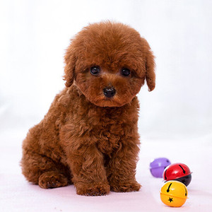 【狗狗品种小型犬】狗狗品种小型犬品牌,价格 - 阿里巴巴