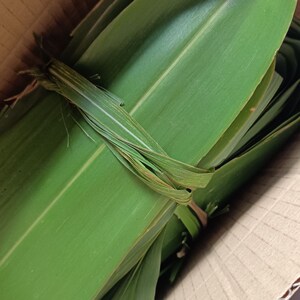 广西新鲜粽子叶生芦苇叶农家粽叶新鲜粽子叶粽粑叶