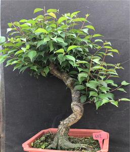 高档乌n实物梅花盆景 原生室砂梅 乌梅 m羽玉 造型树桩朱内老奢华