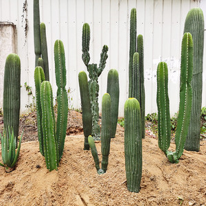 宠物及园艺 园林业 园林植物 仙人掌及多肉植物 大龙凤仙人柱