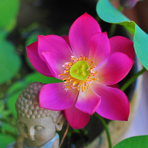 碗莲 来宾·火芙蓉 小型 来宾一号 来宾1号 观赏荷花