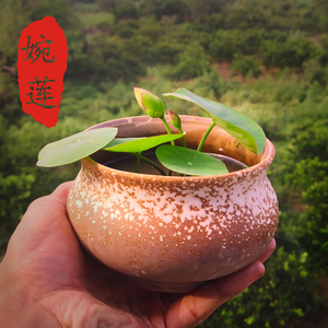 碗莲水培植物小型水草周劲松微莲乌托邦花卉花种种藕成品苗籽根
