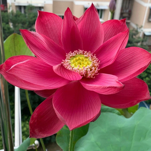 【小中型品种:红帛】观赏荷花苗藕苗根苗种藕盆栽藕碗莲