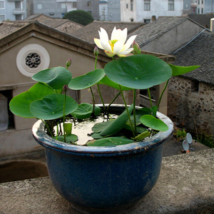 碗莲 洛神女 小型可微 观赏荷花