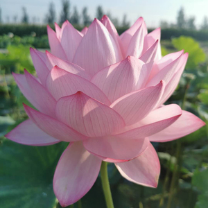 【大型品种:老千瓣/宜良千瓣】观赏荷花苗藕苗根苗种藕盆栽藕