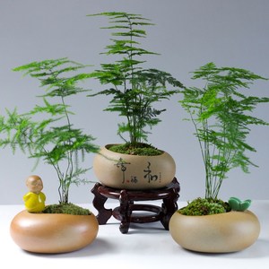 云松植物