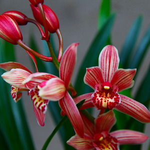 5910人付款淘宝夏带香水味花苞 建兰四季兰状元红 香妃兰花苗好养易活