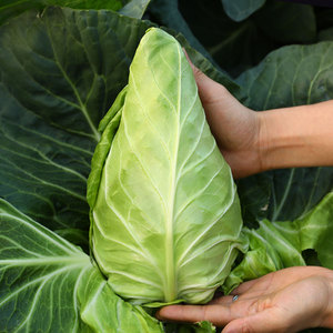 牛心甘蓝种子苗包菜种籽春丰甘兰春秋四季蔬菜种孑高产卷心菜秧苗