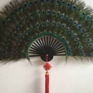 孔雀扇子真羽毛