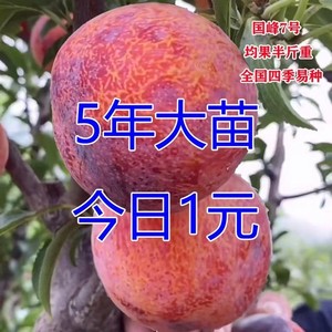 膨大剂果树膨大素番茄葡萄柑橘李子桃子苹果膨果叶面肥森粒优品9