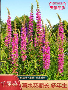 紫色千屈菜种子籽水枝柳对叶莲 景观花卉种四季易种耐热耐寒耐湿
