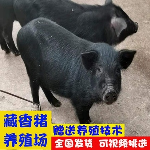 香香猪活体-淘宝拼多多热销香香猪活体货源拿货 阿里巴巴货源