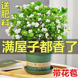 茉莉花苗盆栽带花苞九里香老桩驱蚊水培栀子花卉绿植物室内四季开