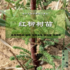 红柳苗 柽柳苗扦插段红柳枝条插穗200支红荆树苗红柳枝花包邮