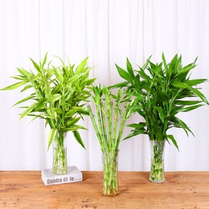 富桂竹 水养室内水培植物好养花卉桌面盆栽竹大叶竹四季常青观音