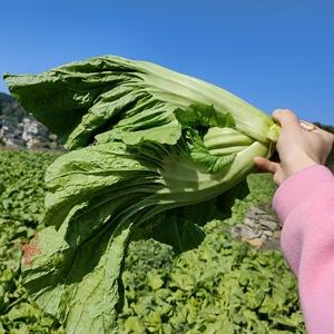 芥菜新鲜青菜贵州特产苦芥菜10斤苦菜现摘现发农家自种做酸菜泡菜