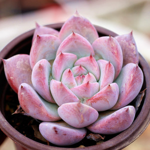 刘家花坊 野卡巨人杂交布兰迪 单头状态云南露养多肉植物绿植花卉