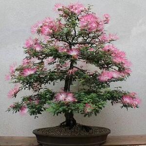 合欢花盆栽 合欢树盆栽 芙蓉树盆景 桌面盆栽 客厅庭院办公室摆放