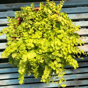 黄金串吊兰盆栽金叶过路黄室内阳台绿植观叶垂吊植物四季易爆盆