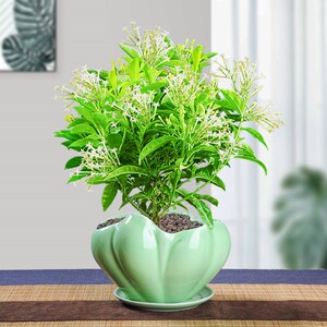 夜来香花树苗四季驱蚊