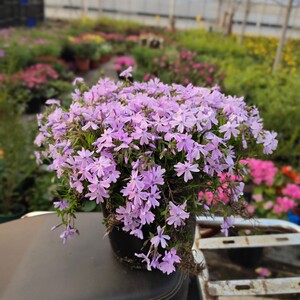 日本芝樱针叶天蓝绣球盆栽花苗庭院窗台草坪铺面耐寒耐热四季常绿