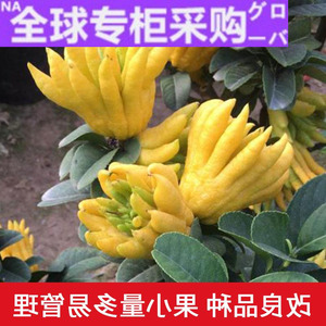 日本lc金华锦林佛手盆栽/小果佛手盆景/千指佛手小果盆栽带果佛手