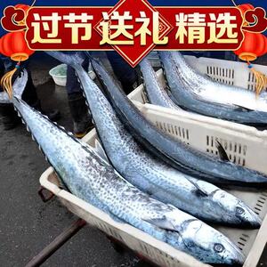 大鲅鱼超大15斤渤海燕鲅鱼马鲛鱼海鲜生鲜送礼冷冻煎包邮特产
