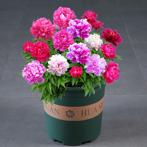 芍药根块带芽种根种球当年开花盆栽花卉洛阳牡丹重瓣多色庭院植物