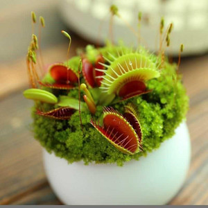 食虫植物巨夹捕蝇草小苗盆栽驱蚊子捕苍蝇香草小虫食虫草花包邮