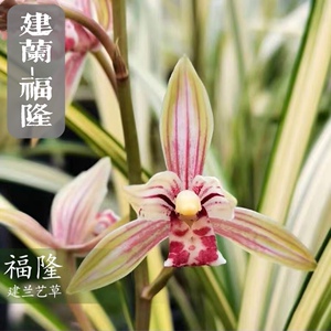 建兰福隆兰花中透线艺铭品金边兰草室内阳台花卉绿植盆栽艺草