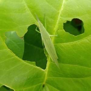 尖头蚱蜢中华负蝗活体昆虫儿童易养宠物