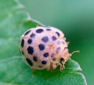 活体二十八星瓢虫害虫昆虫活体实验用宠物植食性害虫