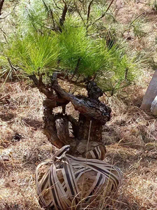 00tb801531_88淘宝五针松盆景大型松树庭院摆放观赏老桩国产培育