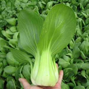 上海白菜种籽白梗小白菜小青菜上海青种籽盆栽蔬菜种子上海白种子