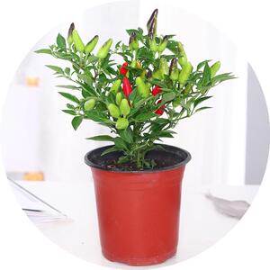 七彩椒辣椒苗盆栽彩色