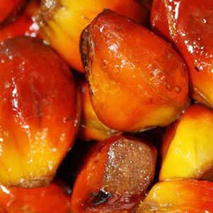 油棕果新鲜水棕榈棕果 现摘现发3斤榨棕榈油榈仁油少见的热带果