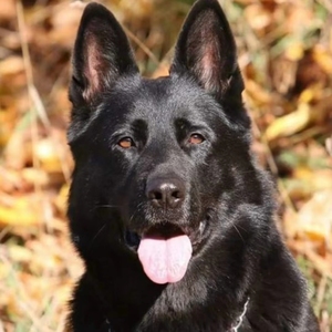 东德牧羊犬幼犬活体纯种狼灰东德幼犬双血统纯黑色东德牧羊犬警犬