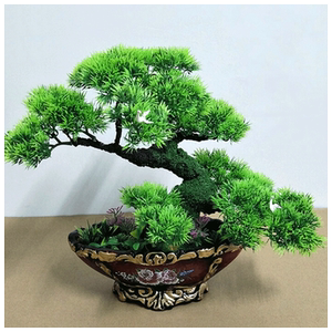 龙松盆景-淘宝拼多多热销龙松盆景货源拿货 - 阿里巴巴货源