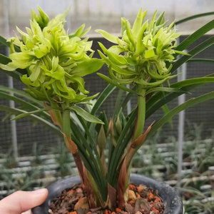 【兰花】花开富贵春兰 奇花 浓香型 新手入门花卉 适用办公室书房