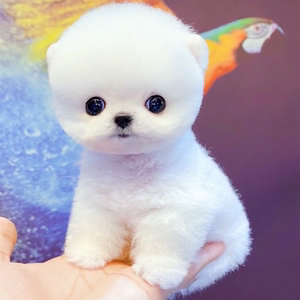 无偿领养纯种博美可爱超小体型白色茶杯犬活体博美幼犬宠物真狗狗