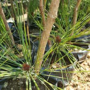 日本进口盆景蛇目赤松美女松嫁接苗盆景松柏绿植微型名贵盆栽昌雅