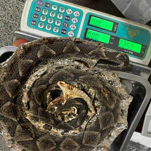 蕲蛇蕲蛇大白花蛇棋盘蛇五步蛇百步蛇蝮蛇蕲蛇粉齐蛇 多规格