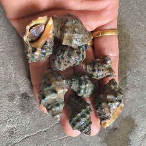 枸杞特产野生鲜活苦螺海螺辣螺海捕海鲜活体小海螺青螺无沙