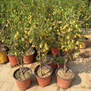 高档精品花卉金丝梅锦鸡儿金雀雀雀金黄花苗盆景r盆栽金雀花苗ins