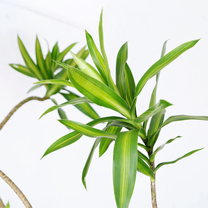 高档室季百合竹叶桩龙n血树细老触内客厅大型网红绿植物办公室ins