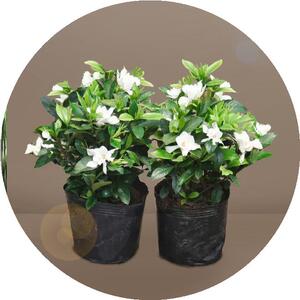 热卖枝子花园艺大颗金边母亲节浓郁水养老桩除甲醛栀子花发财