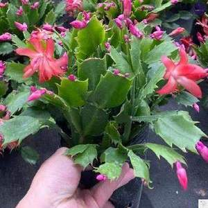【八爪兰花】八爪兰花品牌,价格 阿里巴巴