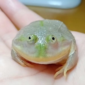 小丑蛙大丑蛙吼叫蛙猫眼珍珠蛙宠物青蛙珍珠蛙可爱萌宠角蛙树蛙爬