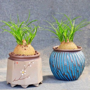 桌面盆景高端酒瓶兰老桩九品香兰幽香室内耐阴常绿植物象腿树盆栽