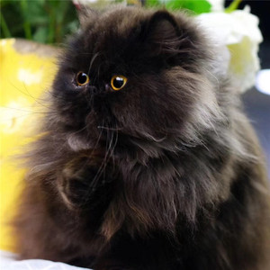 黑波斯猫活体